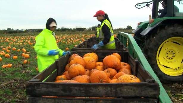 Czechs picking pumpkins in UK farm Κολοκύθες