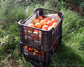 http://laxanokipos.com/agro/wp-content/uploads/2015/04/Field-tomatoes.jpg