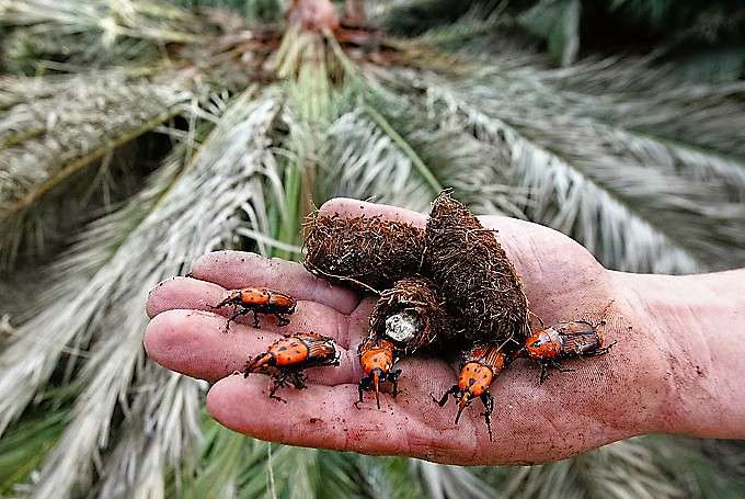 The red palm weevil κόκκινο σκαθάρι φοίνικα