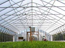Greenhouse with cover crop