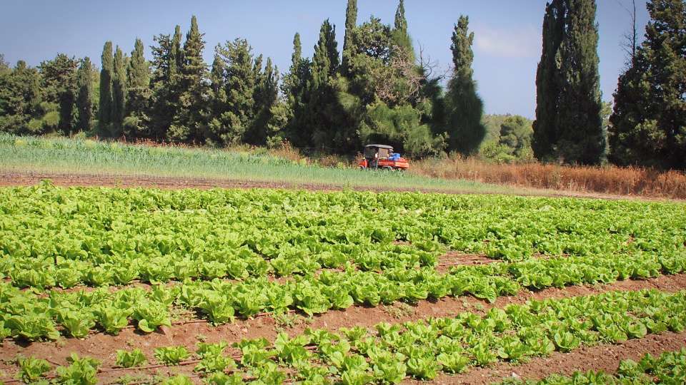 Lettuce field Malal village StateofIsrael Flickr